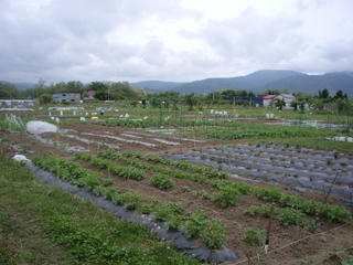 山田市民農園の光景3
